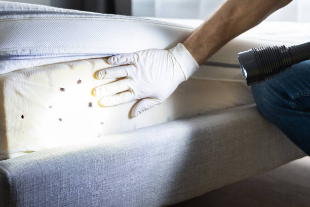 Wasp Removal Services in Manassas Park, VA